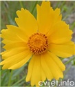 Djevojačko oko - Coreopsis grandiflora